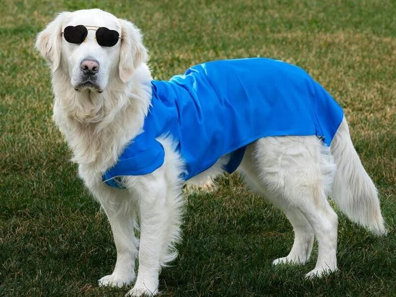 Pet Outdoor Gear Series