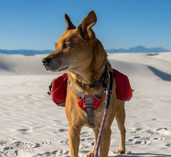 Pet Backpacks