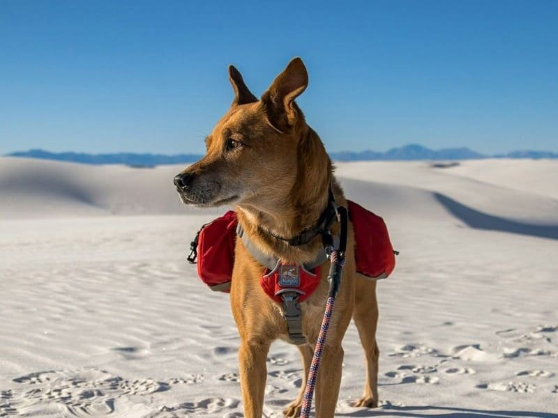 Pet Backpacks Series