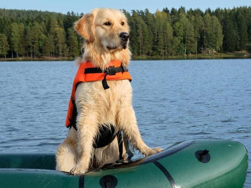 Pet Life Jackets Series