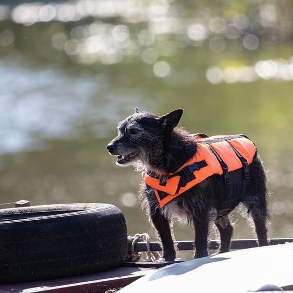 Pet Gear Manufacturing Excellence