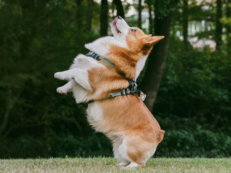 Pet Harnesses Series